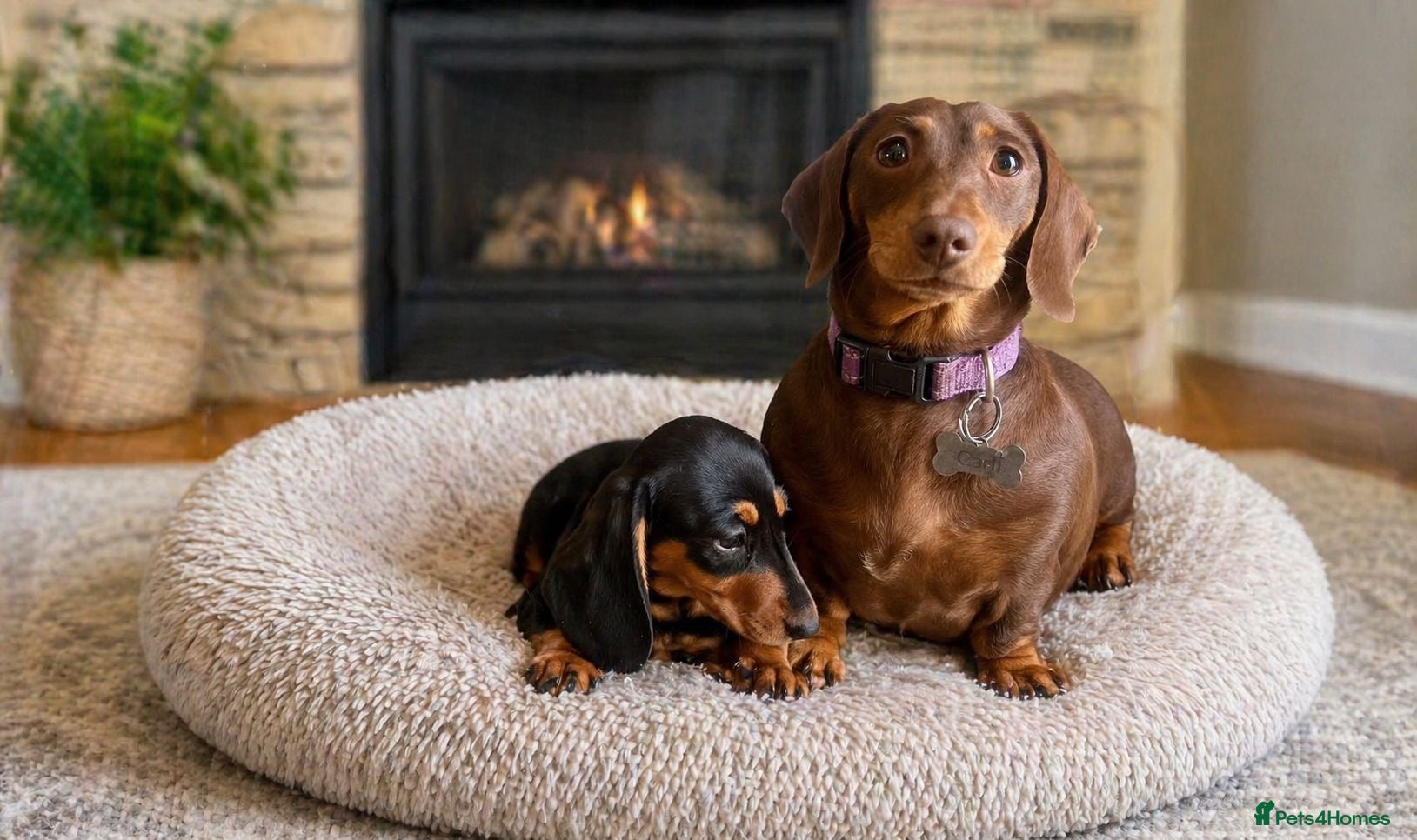 Miniature Dachshund dogs Beautiful Miniature Dachshund Puppy -KC Registered - Advert 2