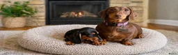 Miniature Dachshund dogs for sale: Beautiful Miniature Dachshund Puppy -KC Registered in Romford - Advert 1