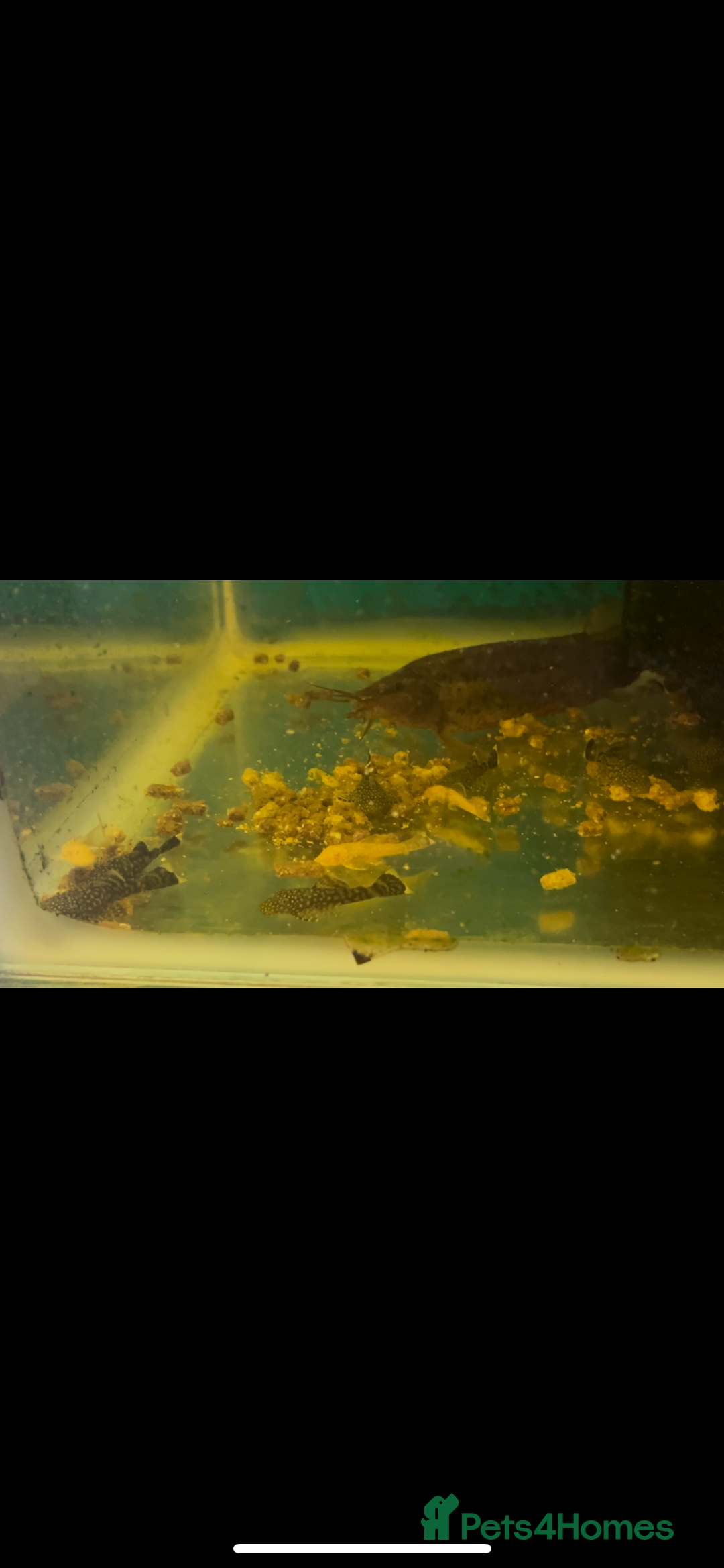 Live Bearers fish for sale: Mixed fish - Image 8