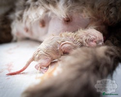 Ragdoll cats Ragdoll Bicolor Kitten Boy LPCA - Advert 2