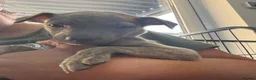 Whippet dogs for sale: Beautiful Blue brindle whippets for sale  - Advert 19