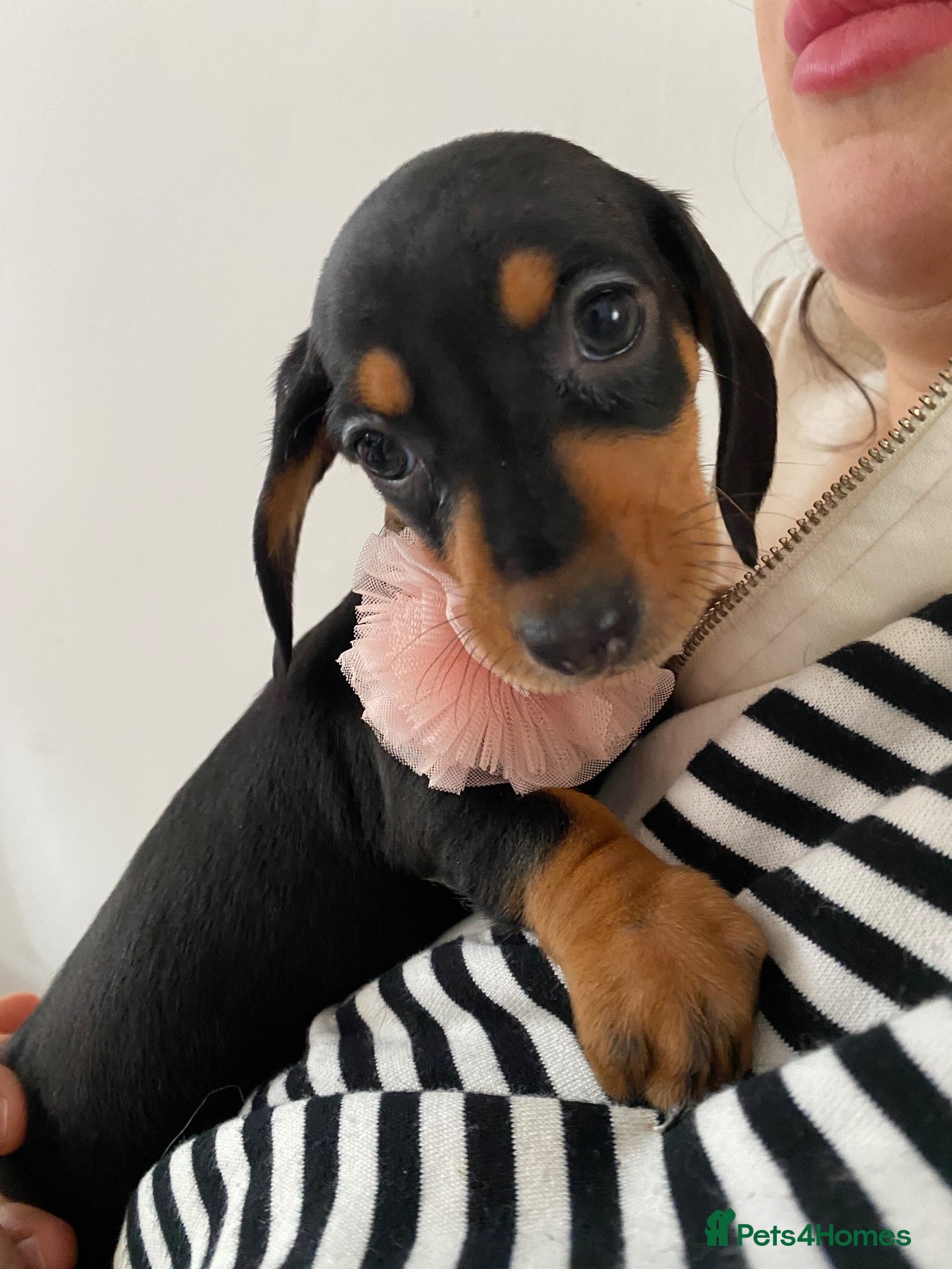 Dachshund dogs 9 Miniature Dachshunds – Ready 19th October! - Advert 5