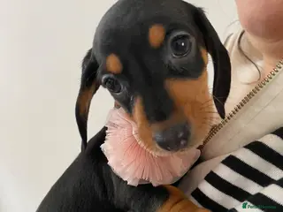 Dachshund dogs 9 Miniature Dachshunds – Ready 19th October! - Advert 5