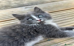 Mixed Breed cats for sale: Lovely Kitten for sale only 50£  - Image 12