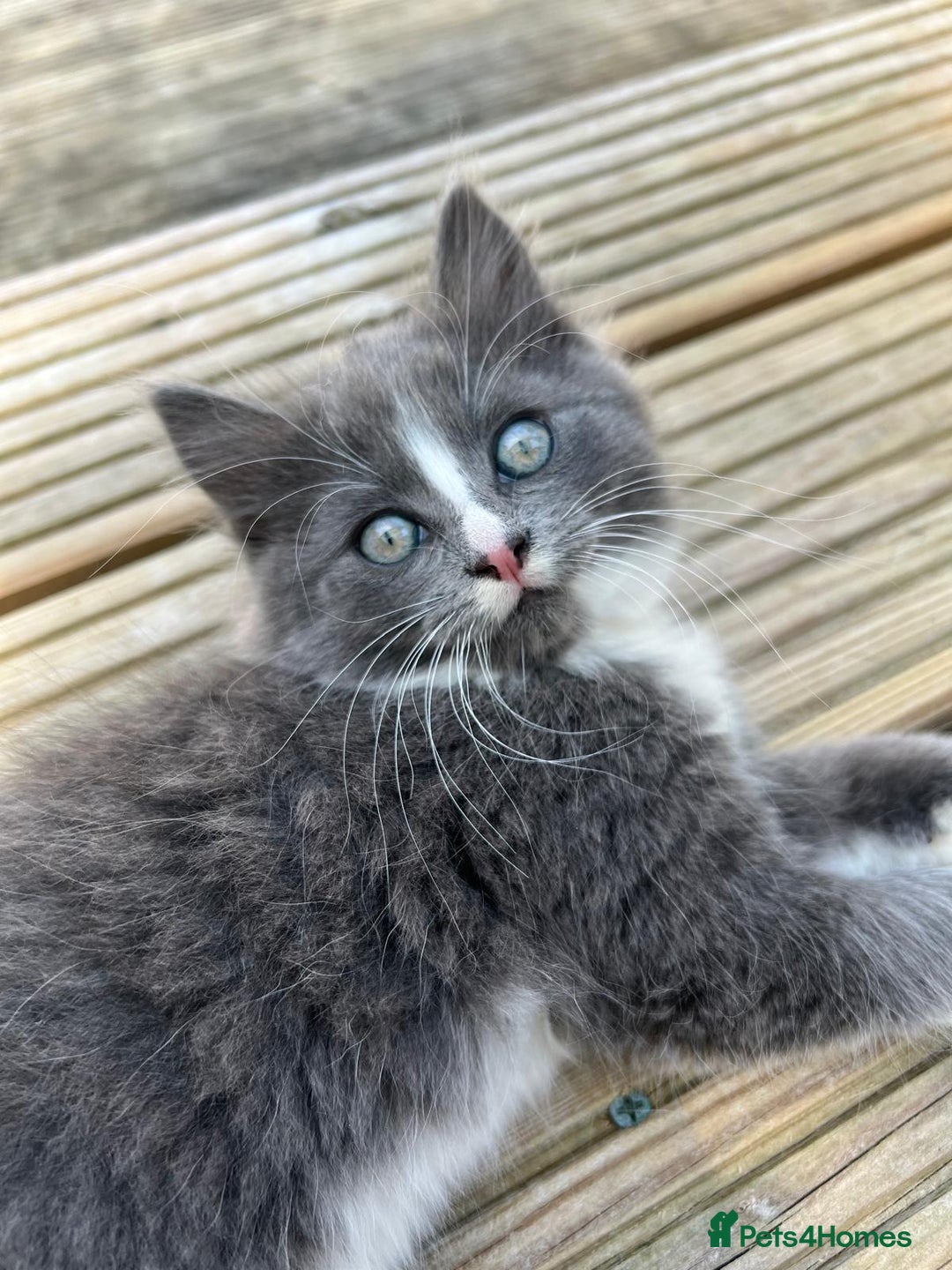 Mixed Breed cats for sale: Lovely Kitten for sale only 50£  - Image 12