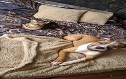 Staffordshire Bull Terrier dogs for sale: Rehoming - Image 2