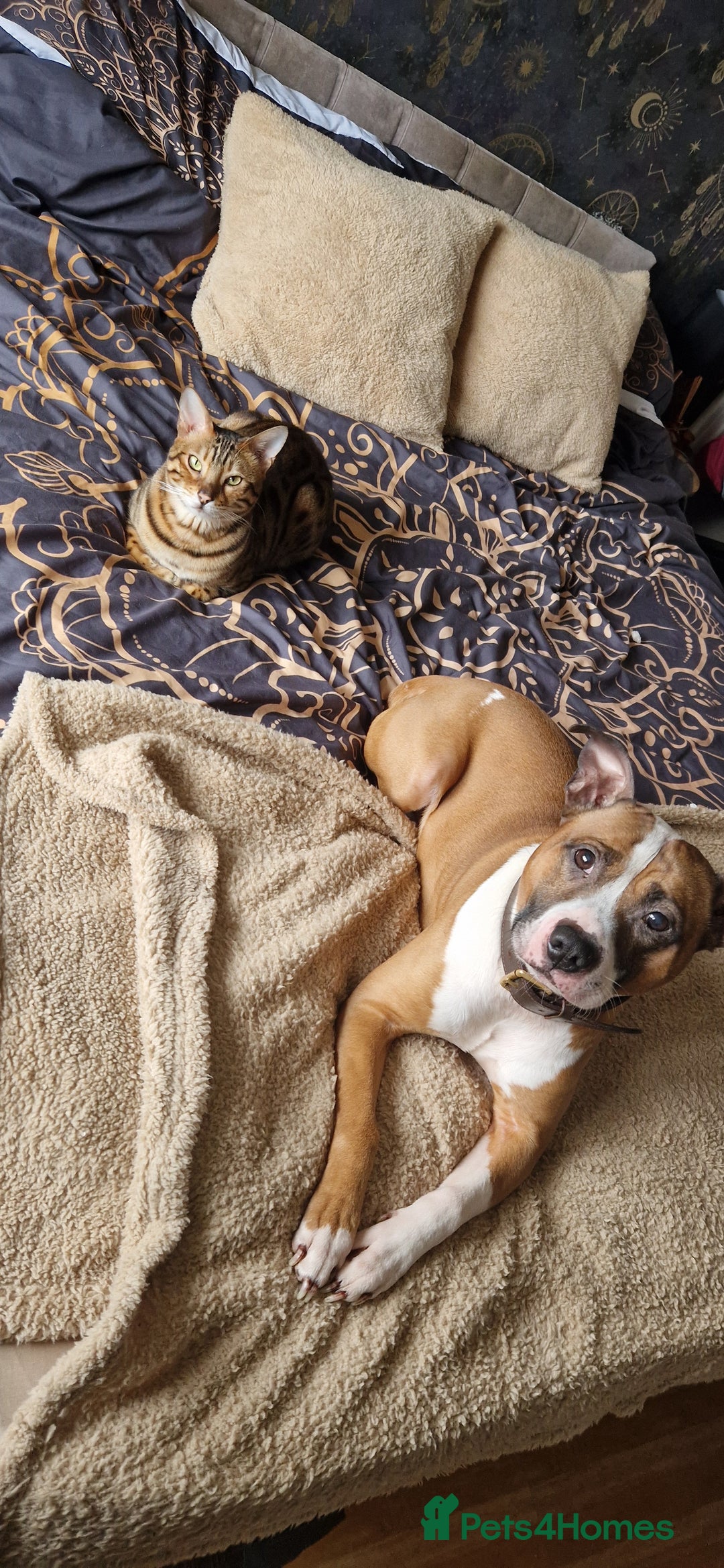 Staffordshire Bull Terrier dogs for sale: Rehoming - Image 2