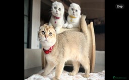 Scottish Fold cats for sale: Beautiful TICA Registered Scottish Girl Kittens - Image 4