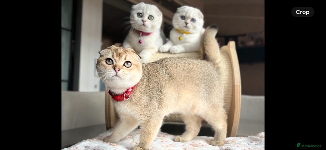 Scottish Fold cats for sale: Beautiful TICA Registered Scottish Girl Kittens - Image 4
