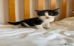 British Shorthair cats for sale: Pretty black and white kittens - Image 1
