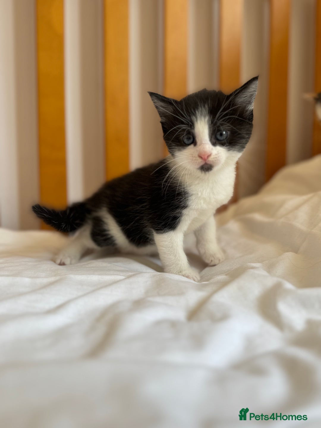 British Shorthair cats for sale: Pretty black and white kittens - Image 1