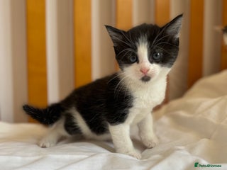 British Shorthair cats - Advert 10