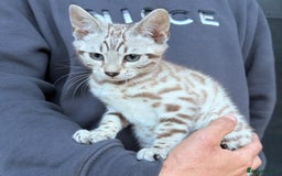 Bengal cats for sale: Stunning Snow Bengals  - Image 8