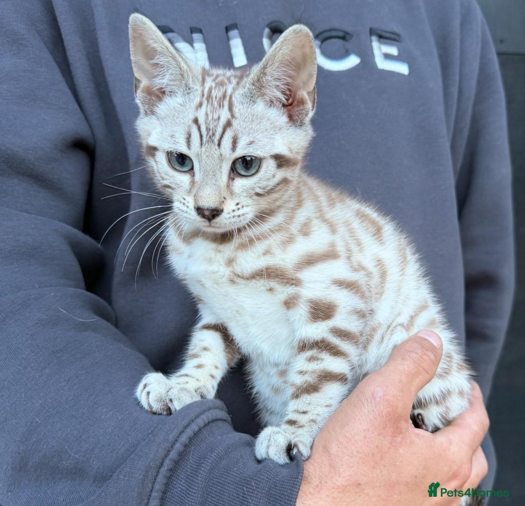 Bengal cats for sale: Stunning Snow Bengals  - Image 8