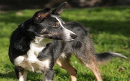 Border Collie dogs for sale: Gorgeous Male Border Collie - Advert 4