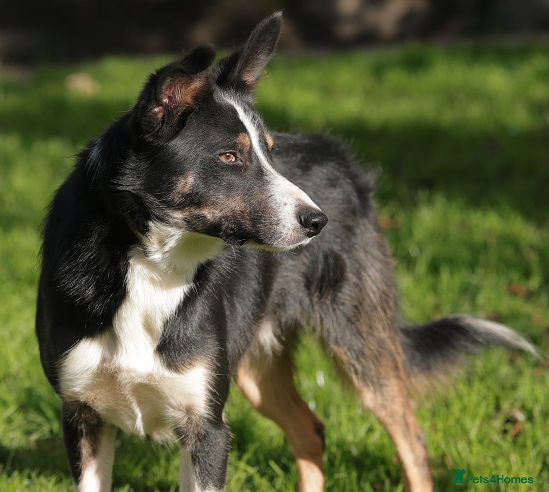 Border Collie dogs for sale: Gorgeous Male Border Collie - Advert 4