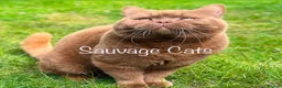 British Shorthair cats for sale: Show-quality. BSH. Cinnamon Bi-colour - Advert 3