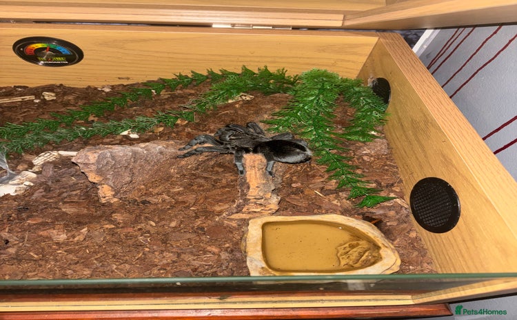 Tarantulas invertebrates - Advert 2