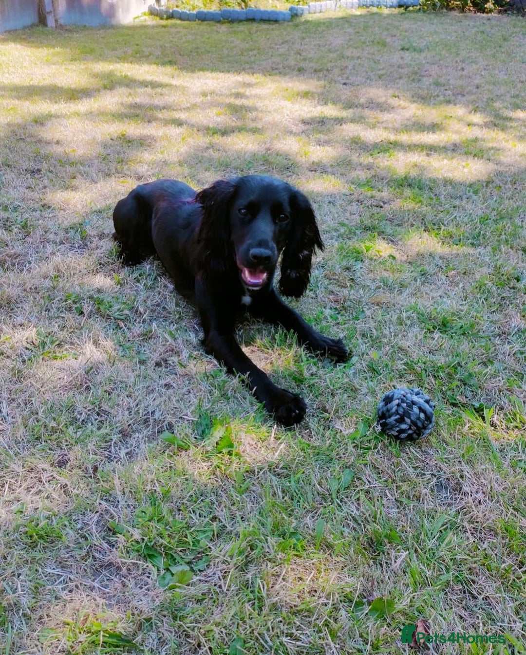 Cocker Spaniel dogs for stud: KC registered Cocker Spaniel Striker for stud - Image 28