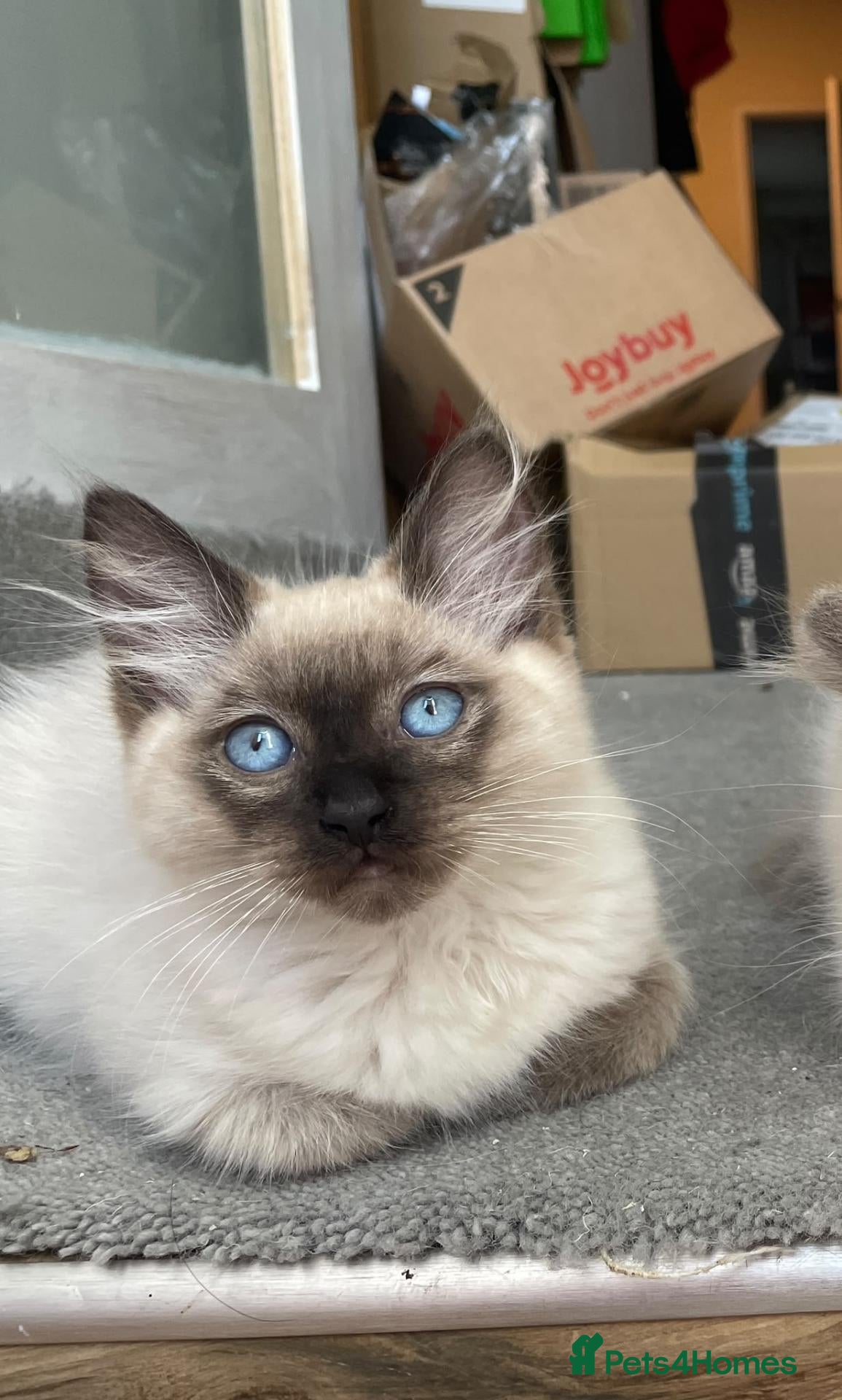 Ragdoll cats   READY NOW: Fluffy Blue-Eyed Ragdoll Boy! 💙 - Advert 4