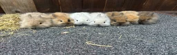 Mixed Breed rabbits for sale: Baby bunnies  - Advert 5