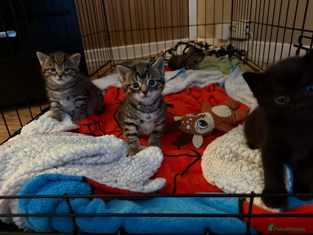 Mixed Breed cats for sale: 2 beautiful female kittens in Port Glasgow - Advert 2