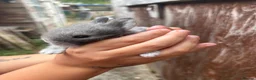 Mini Lion Lop rabbits for sale: Baby lionlop bunnies  - Advert 10