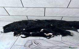 Mixed Breed dogs for sale: Labernese x Bernese mountain dog puppies - Image 4