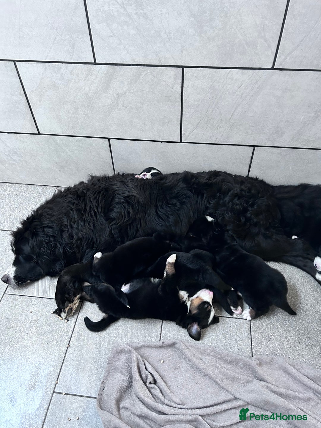 Mixed Breed dogs for sale: Labernese x Bernese mountain dog puppies - Image 4