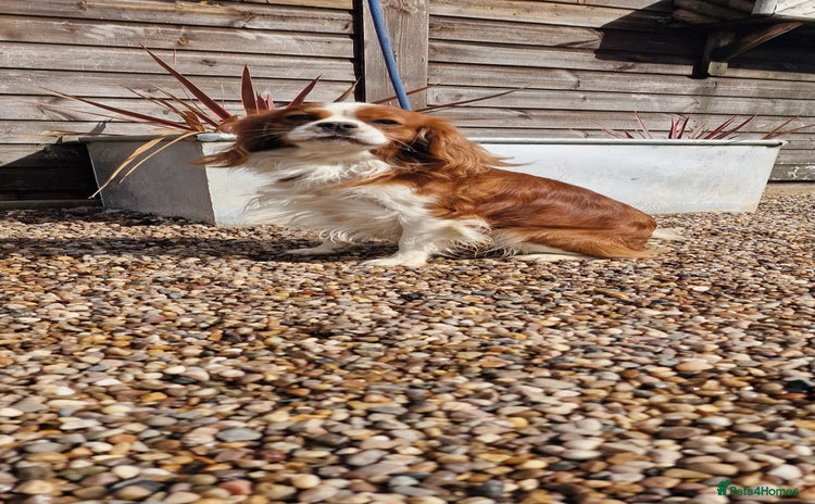 Cavalier King Charles Spaniel dogs in Warwick - Advert 4