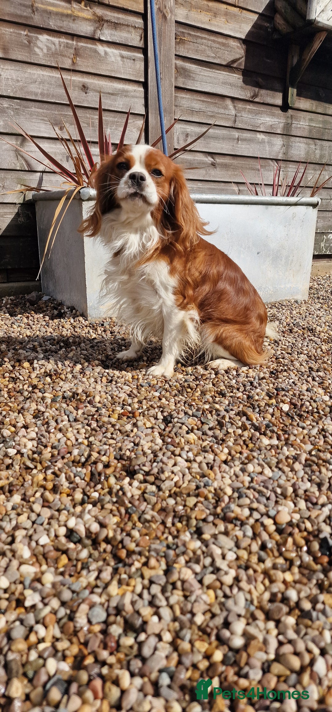 Cavalier King Charles Spaniel dogs for stud: Blenheim Cavalier King Charles Stud in Warwick - Advert 1