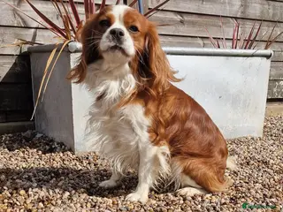 Cavalier King Charles Spaniel dogs Blenheim Cavalier King Charles Stud in Warwick - Advert 4