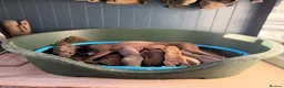 Whippet dogs for sale: Beautiful KC Whippet Puppies - Advert 5