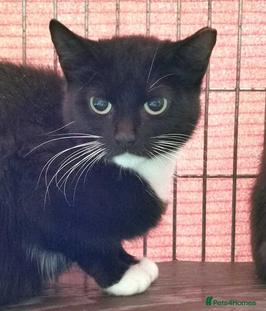 Mixed Breed cats for adoption: Apricot and Peach - sister kittens - Image 8