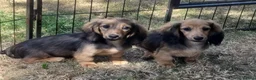 Miniature Dachshund dogs for sale: Kc registered miniature longhaired dachshunds   - Advert 7