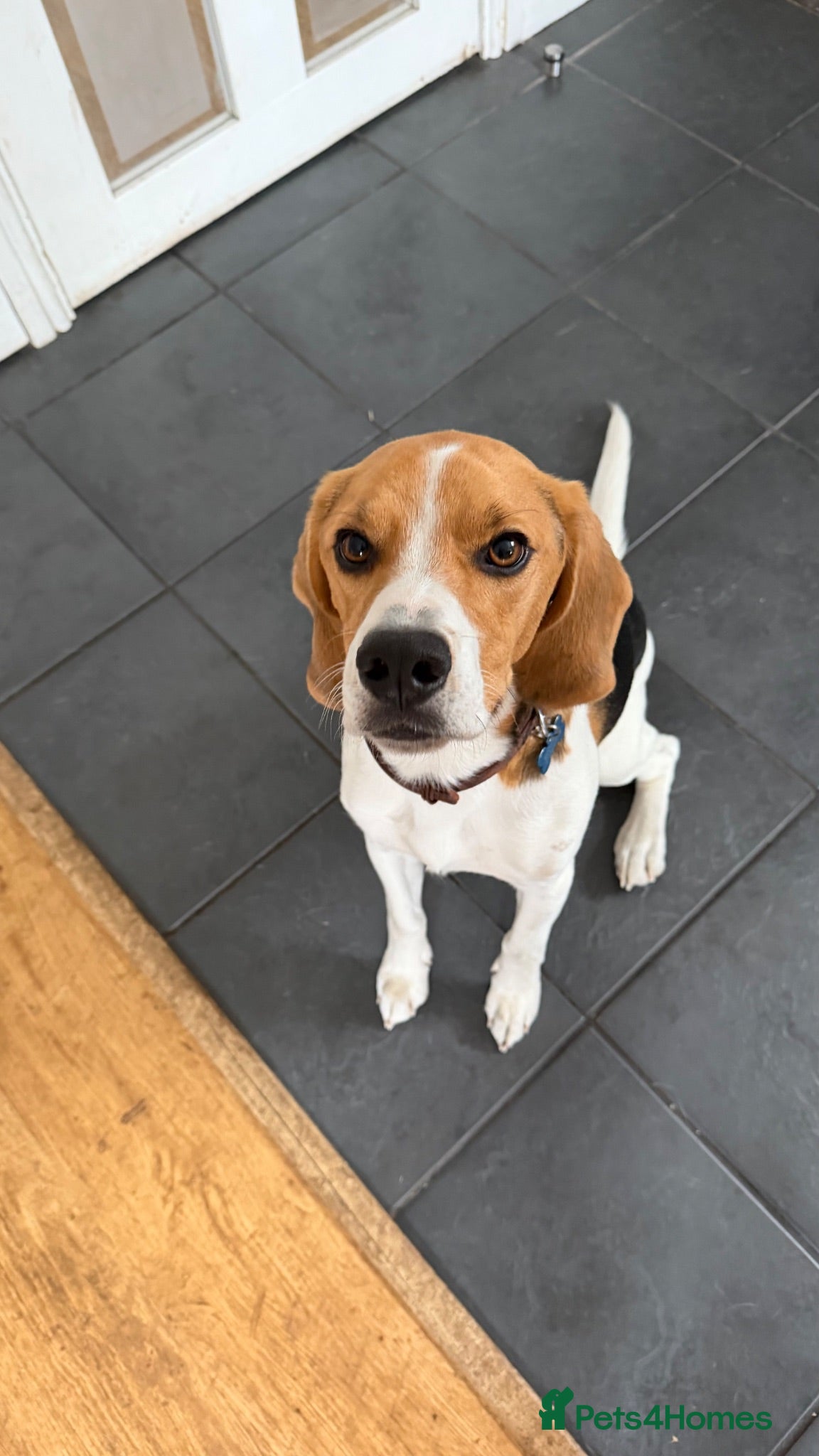 Beagle dogs Lovely, beautiful beagle for sale - Advert 11