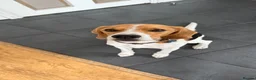 Beagle dogs for sale: Lovely, beautiful beagle for sale - Advert 1