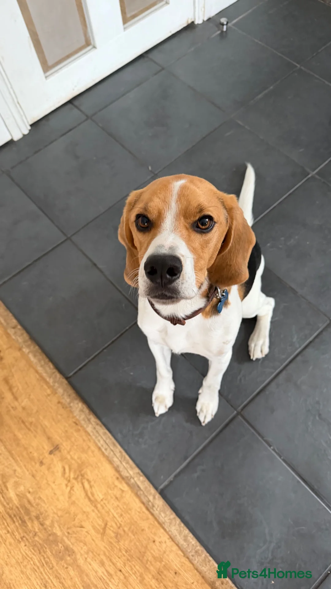 Beagle dogs for sale: Lovely, beautiful beagle for sale - Advert 1