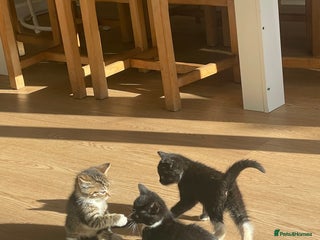 Mixed Breed cats - Advert 33