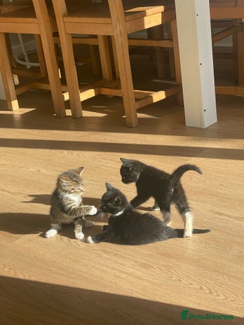 Mixed Breed cats Kittens for sale - Advert 20