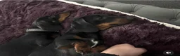 Miniature Dachshund dogs for stud: Squirty Bertie Stud Dog  - Advert 3
