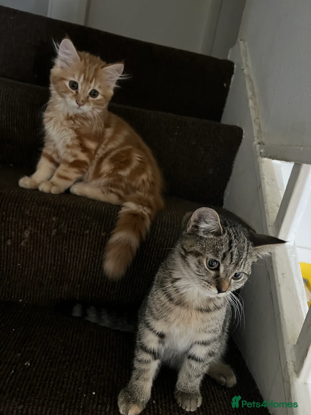 Mixed Breed cats for sale: Beautiful kittens  - Advert 3