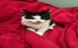 British Shorthair cats for sale: Beautiful kittens looking for new home  - Image 4