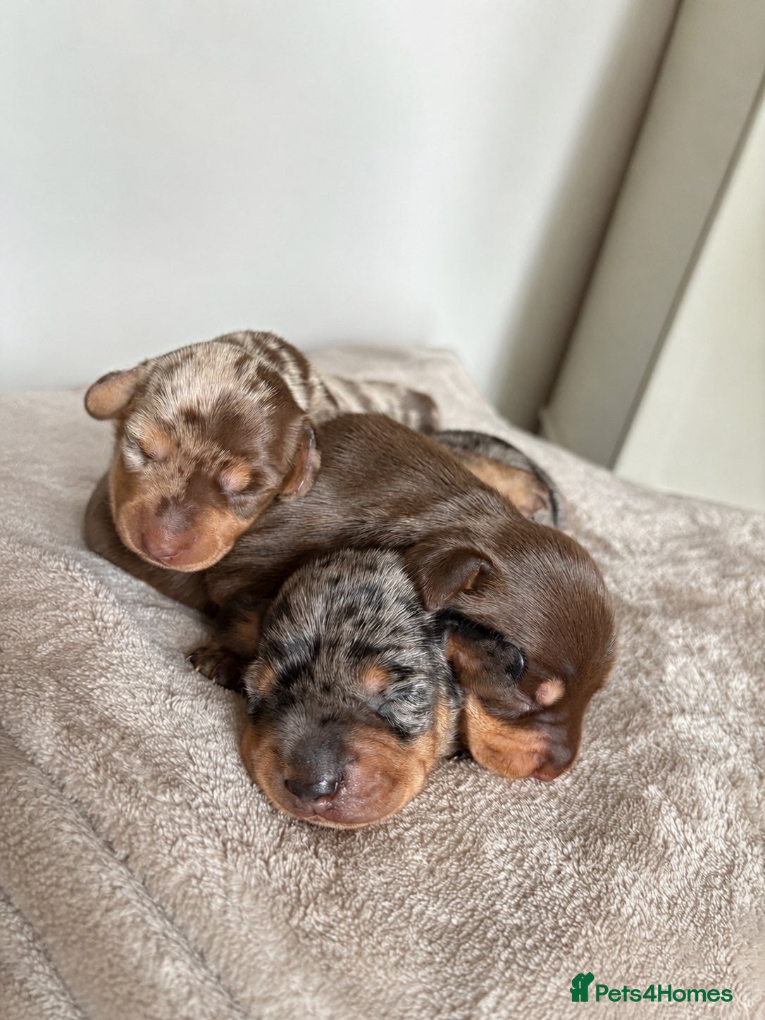 Miniature Dachshund dogs  Miniature Dachshund Puppies – 2 Girls & 1 Boy 🐾 - Advert 10