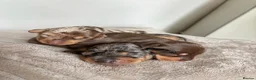 Miniature Dachshund dogs for sale:  Miniature Dachshund Puppies – 2 Girls & 1 Boy 🐾 in Romford - Advert 1