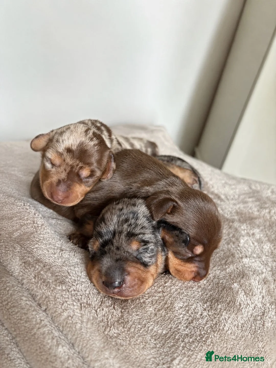 Miniature Dachshund dogs for sale:  Miniature Dachshund Puppies – 2 Girls & 1 Boy 🐾 in Romford - Advert 1