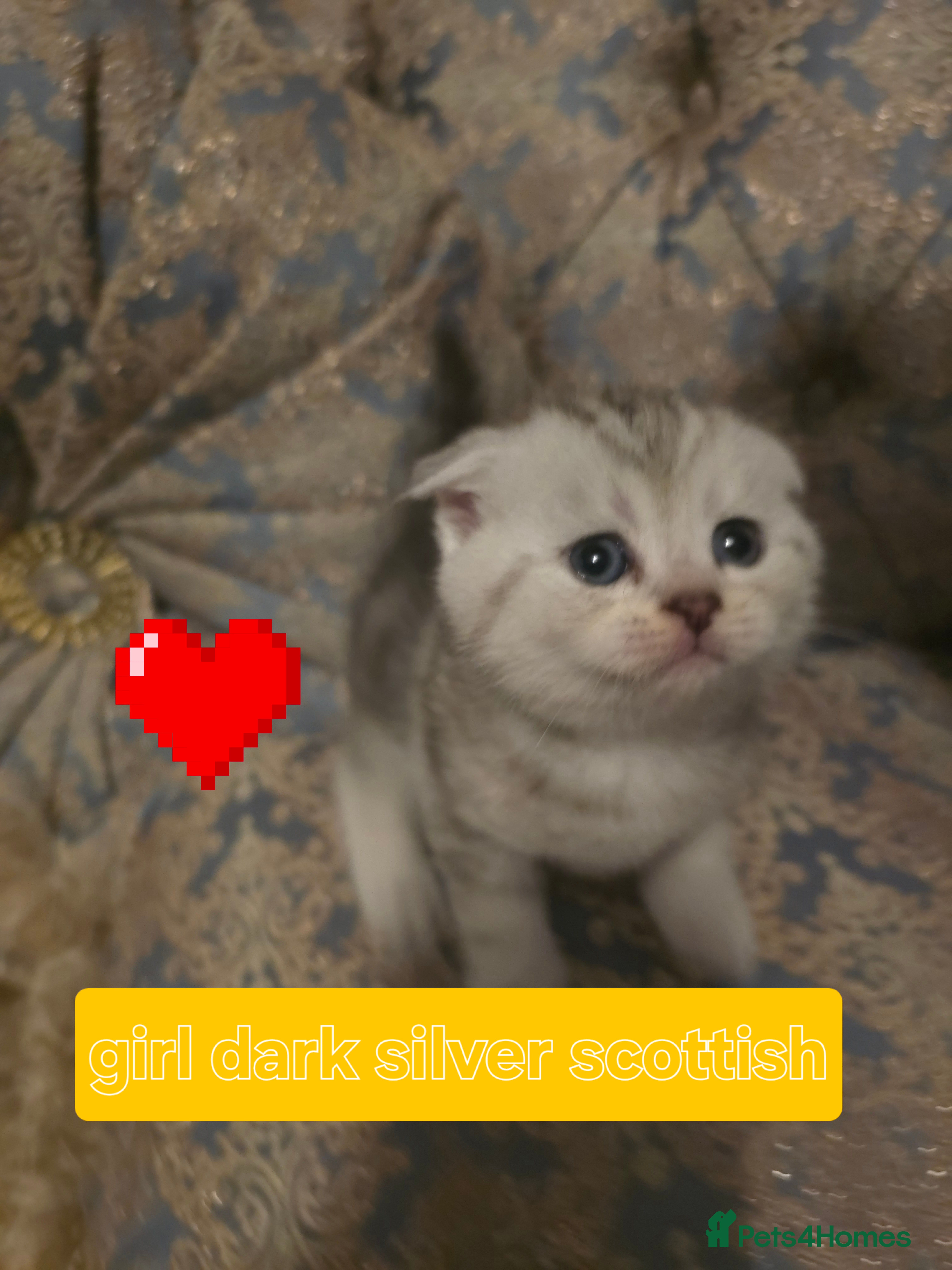 British Shorthair cats 🥰Rare colours of British kittens, reservations🤩 - Advert 1