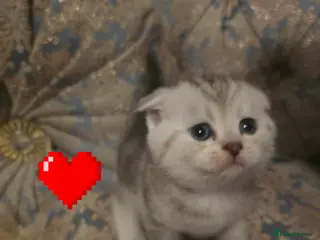 British Shorthair cats 🥰Rare colours of British kittens, reservations🤩 - Advert 2