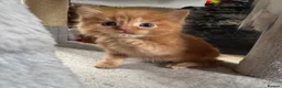 Mixed Breed cats for sale: Stunning 5 week old kittens  - Advert 7