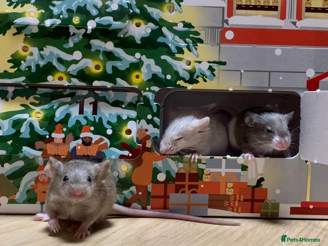 Mouse rodents for sale: Friendly fancy mice - Advert 18